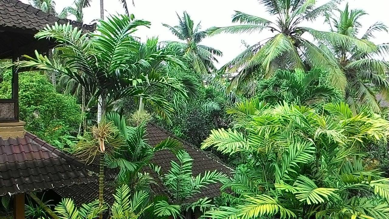 Sari Wangi Cottage Ubud Eksteriør billede